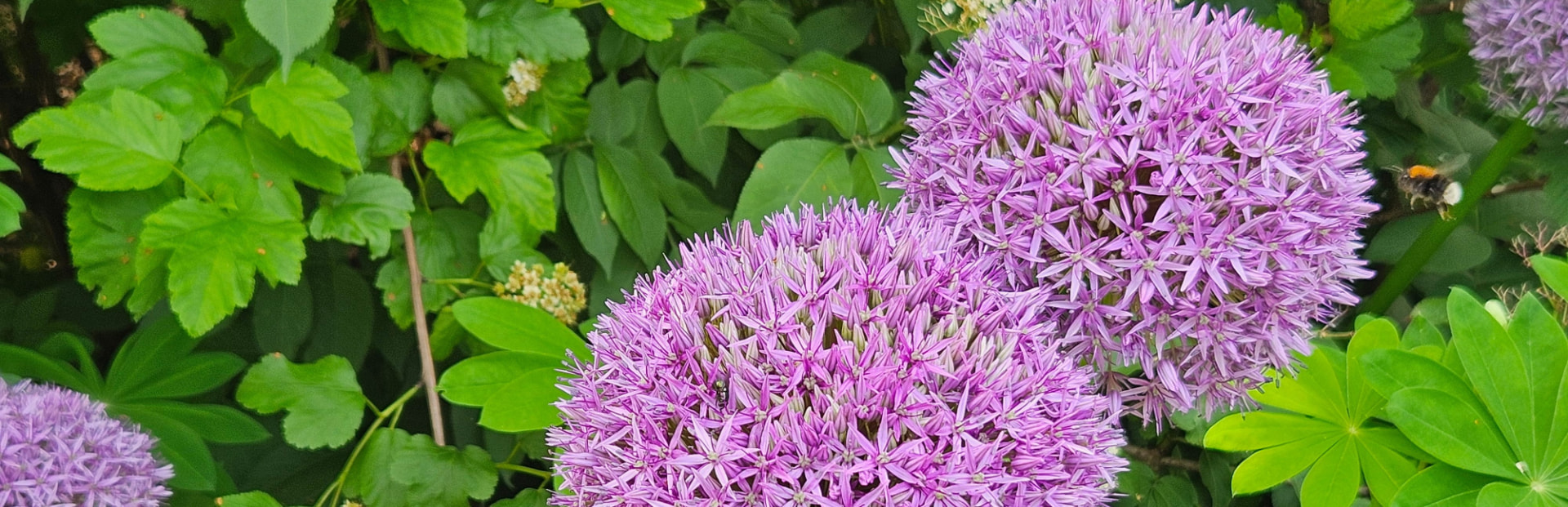 Paarse sierui met hommel — sfeerbeeld bij de blog van TijmOut